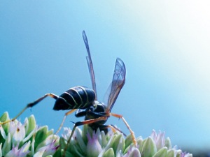 wasp