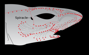 800px-Electroreceptors_in_a_sharks_head.svg
