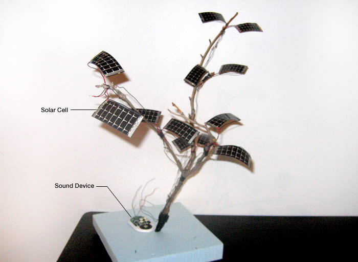 solar branch